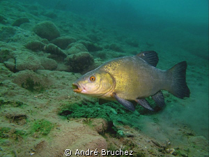 tanche de nos lacs ! by André Bruchez 